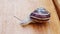Chocolate-band snail on wooden deck slow motion
