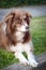 Chocolate Border Collie Lying on Grass