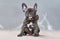 Chocolate brindle colored French Bulldog dog puppy at 7 weeks wearing a bow tie sitting in front of gray wall