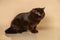 Chocolate British Shorthair on beige studio background