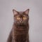 Chocolate British shorthair cat