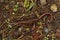 A chocolate brown adult of the Northwestern salamander  Ambystoma gracile