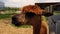 Chocolate brown alpaca slow motion