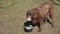 Chocolate brown labrador retriever dog licks yogurt or sour cream. The dog\\\'s muzzle is smeared