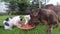 Chocolate brown labrador retriever eating wet food with little kittens in the garden