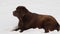 Chocolate brown labrador retriever lying in the snow.