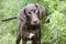 Chocolate Brown Weimaraner Pointer mixed breed dog