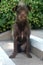 Chocolate Brown Wire Haired Terrier female Mix breed pup on steps