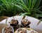 Chocolate brownie cubes with chocolate drizzle in paper cups on a wooden background