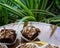 Chocolate brownie cubes with chocolate drizzle in paper cups on a wooden background