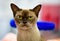 Chocolate Burmese Cat with  gold eyes portrait close-up