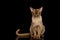 Chocolate Burmese Cat on isolated black background