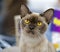 Chocolate Burmese Cat portrait close-up