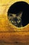Chocolate Burmese Domestic Cat, Adult hidden in its Basket