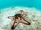 Chocolate chip sea star, Protoreaster nodosus. Wide-angle. Misool, Raja Ampat, Indonesia