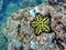 Chocolate chip sea star on a rock