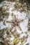 Chocolate Chip Starfish in Seagrass Meadow