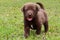 Chocolate colored lab mix puppy