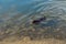 A chocolate-colored Labrador retriever dog swims in the water near the shore