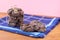 Chocolate cookies on wooden table. Freshly baked choco sugary biscuits