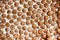 Chocolate corn balls on milk background texture