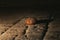 chocolate-covered concha, Mexican bread made in a stone oven