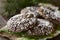 Chocolate Crinkle Cookies