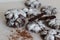 Chocolate Crinkle Cookies. A double chocolate cookies with a gooey fudgy brownie texture at the center. Rolled in powdered sugar