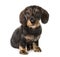 Chocolate Dachshund sitting ,