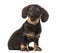 Chocolate Dachshund sitting , isolated