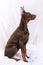 Chocolate Doberman sits sideways