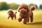 chocolate dog little poodles carrying toy and running around field