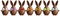 Chocolate Easter bunnies with ribbons bows in various colors on