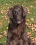 Chocolate Flat Coated Retriever Portrait