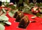 Chocolate gold nugget textured dessert on red carpet wedding dessert table with green leaves plant and pomegranates