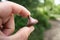 Chocolate Kiss In Hand With Nature Background