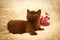 Chocolate kitten at home. Playful young cat