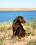 Chocolate Lab Puppy