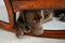 Chocolate Lab puppy lying under rocking chair