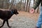 Chocolate Lab Retrieving a Stick