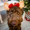 Chocolate labradoodle brown puppy