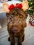 Chocolate labradoodle brown puppy