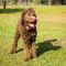 Chocolate labradoodle brown puppy