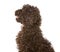 Chocolate Labradoodle Puppy