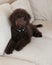 Chocolate labradoodle puppy dog lays on the couch looking up