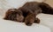 Chocolate labradoodle puppy dog lays flat on the couch