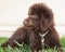 Chocolate labradoodle puppy dog lays on the grass looking to his right