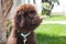 Chocolate labradoodle puppy dog sits on the grass looking to his left