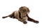 Chocolate Labrador chewing toy