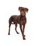 Chocolate Labrador Cross Standing